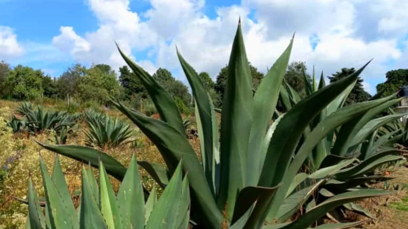 producto agave